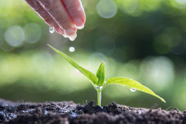 Genç bitkiyi sulayan bir el.