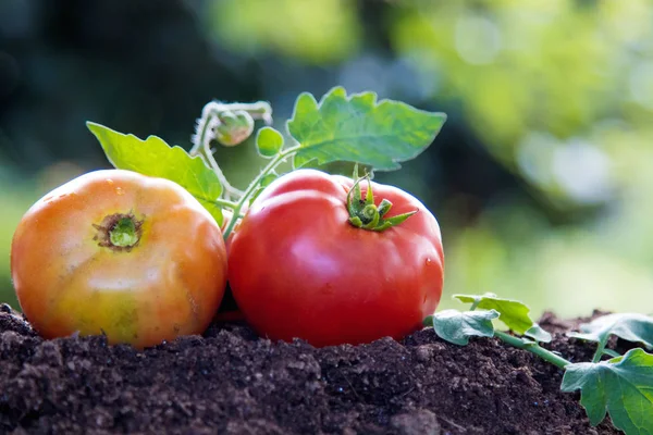 Tomates Naturales Orgánicos Del Jardín Tradicional — Foto de Stock