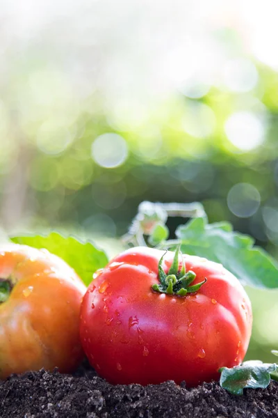 Pomodori Biologici Naturali Dell Orto Tradizionale — Foto Stock