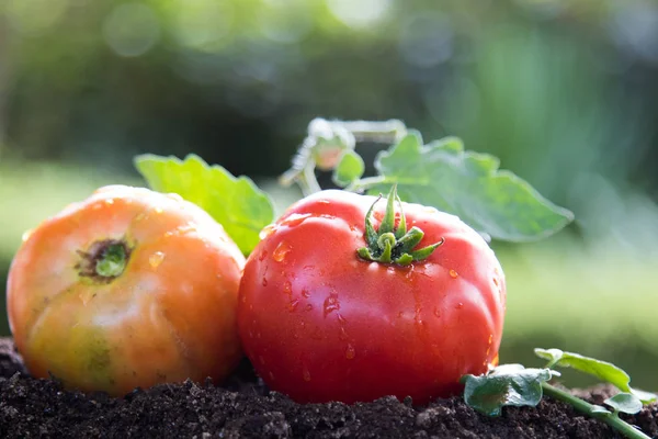 Tomates Naturais Orgânicos Jardim Tradicional — Fotografia de Stock