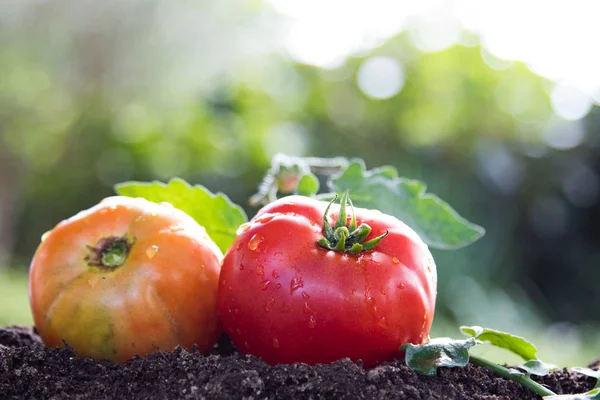 Tomates Naturales Orgánicos Del Jardín Tradicional — Foto de Stock