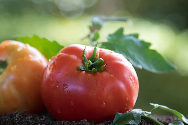 Tomates Naturais Orgânicos Jardim Tradicional — Fotografia de Stock