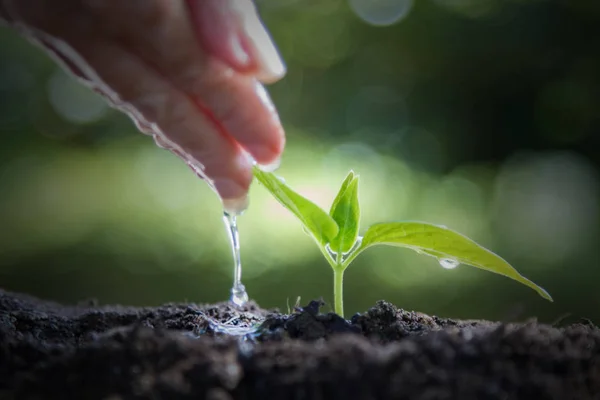 Handen Met Water Dat Jonge Plant Water Geeft — Stockfoto