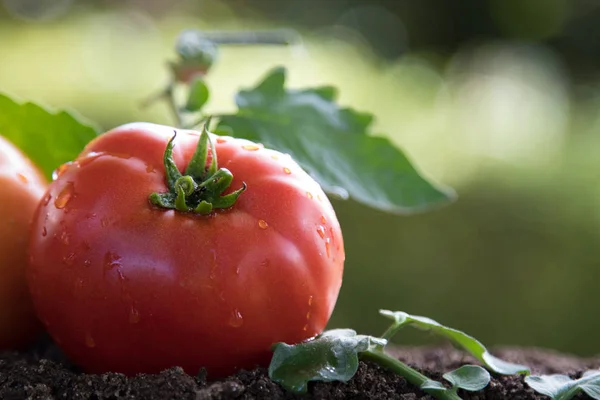 정원에서 유기농 토마토 — 스톡 사진