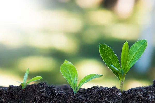 Groei Van Jonge Planten Duurzame Ontwikkeling — Stockfoto