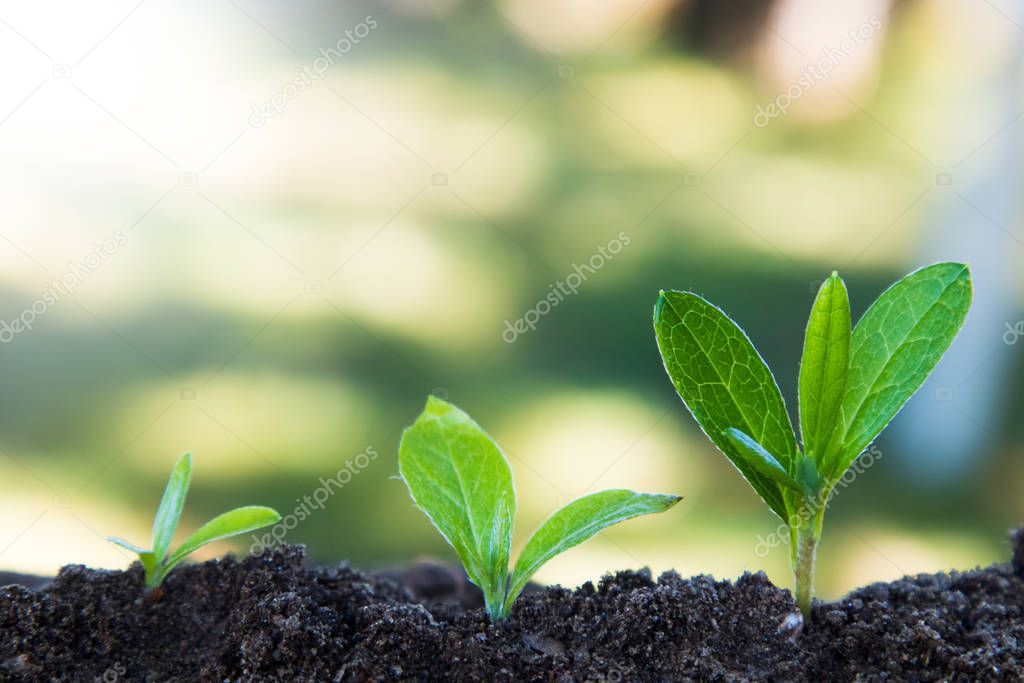 young plant growth, sustainable development