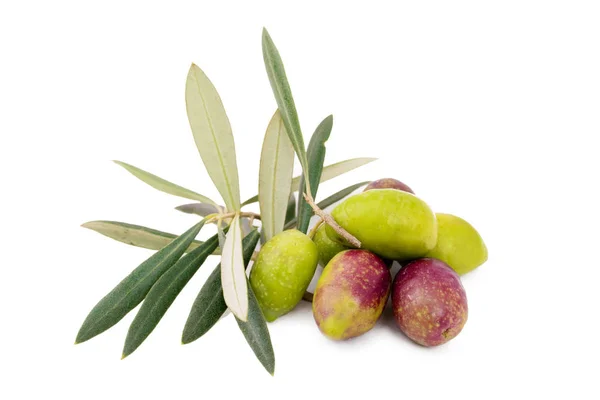 Olive Naturali Isolate Fondo Bianco Con Rami Ulivo — Foto Stock