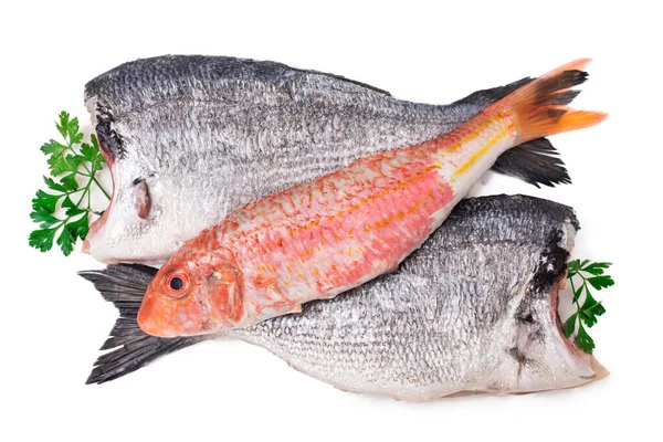 Diverse Fisk Isolerad Vit Bakgrund — Stockfoto