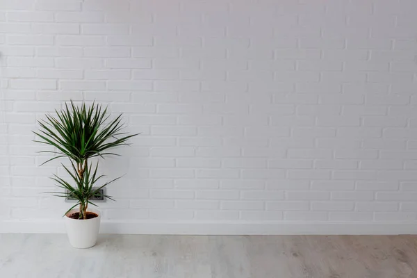 Plante Dans Marmite Dans Appartement Avec Fond Brique — Photo