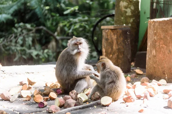 Dos Monos Sientan Suelo Comen — Foto de Stock