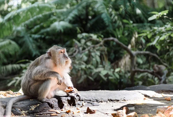 Adult Gray Monkey Sit Ground Background Jungle — Stock Photo, Image