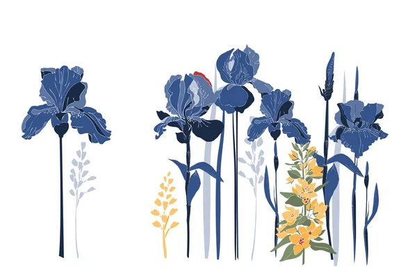Fleurs vectorielles d'iris et fleur jaune de salicaire . — Image vectorielle