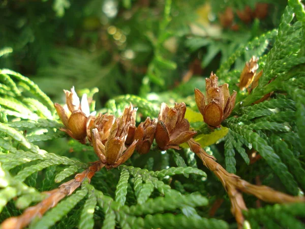 Oddział Thuja Kwitnącymi Szyszkami Zielona Arborvitae Cedr — Zdjęcie stockowe