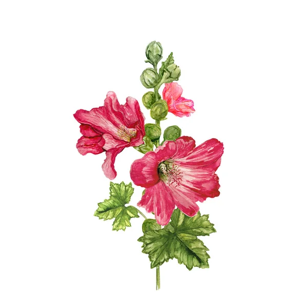 Akvarell Mályvacukor Virág Burgundiai Kerti Virágok Rügyekkel Zöld Szárral Levelekkel — Stock Fotó