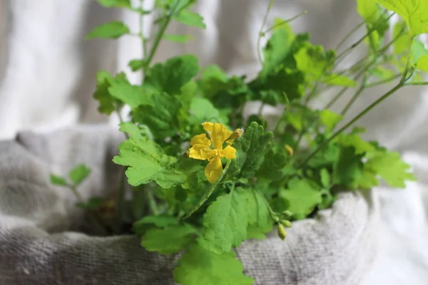 Flor Amarela Celandine Planta Medicinal Erva Chelidonia Com Folhas Verdes — Fotografia de Stock