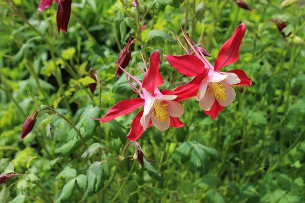Red and white flowers. Aquilegia, columbine flowers with red, white petals and yellow stamens, green leaves, maroon buds grow in the garden.