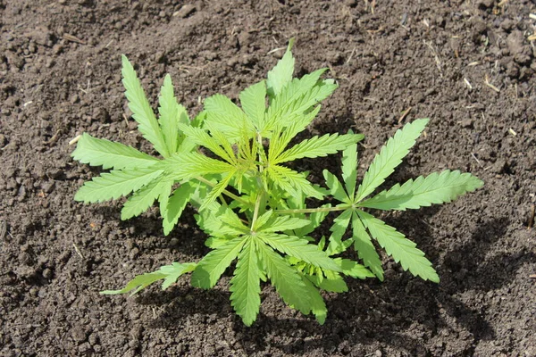 Junger Hanf Wächst Boden Marihuana Mit Hellgrünen Blättern Der Sonne — Stockfoto