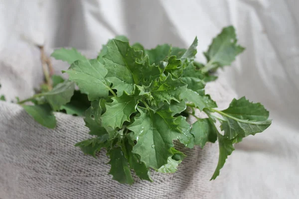 Jardim Orach Atriplex Hortensis Hastes Verdes Folhas Quinoa Galhos Com — Fotografia de Stock