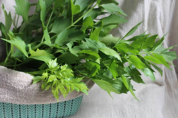 Green Sprigs Lovage Fresh Young Shoots Spicy Cooking Herbs Canvas — Stock Photo, Image