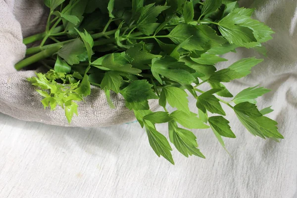 Zöld Lovagi Sprigs Friss Fiatal Hajtások Fűszeres Főzés Gyógynövények Egy — Stock Fotó