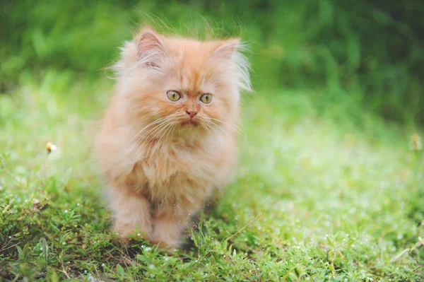 สีแดงลูกแมวเปอร์เซีย — ภาพถ่ายสต็อก