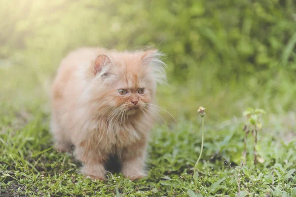 Röd kattunge Persiska — Stockfoto