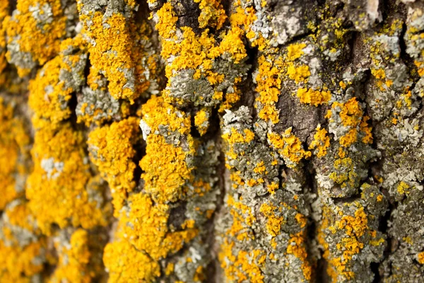 Lichene giallo su una corteccia — Foto Stock