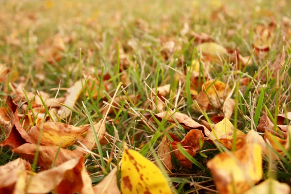 Otoño. Hojas caídas . — Foto de Stock