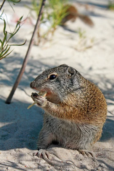 Ground squirrel. Close up. — Stock Photo, Image