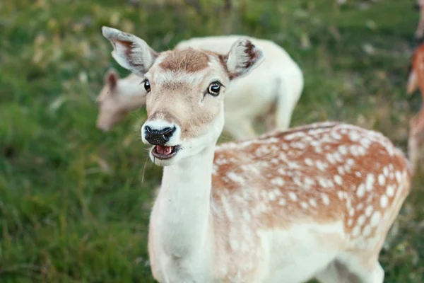 Lovely beautiful deer — Stock Photo, Image