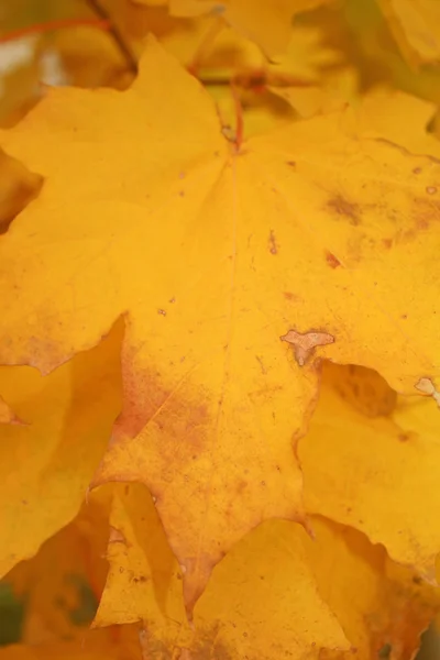 Hojas amarillas de otoño — Foto de Stock