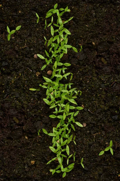 近距离拍摄的绿色欧芹芽 — 图库照片