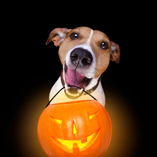 Halloween perro de calabaza aislado en negro —  Fotos de Stock