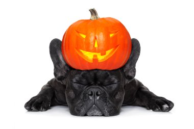 Cadılar Bayramı köpek afiş