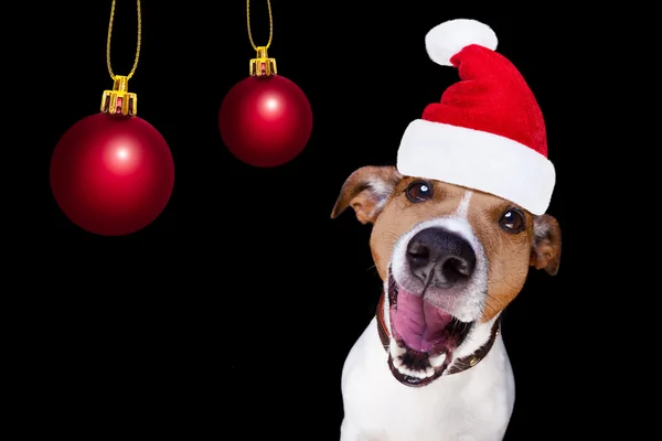 Boże Narodzenie santa claus pies na czarnym tle — Zdjęcie stockowe