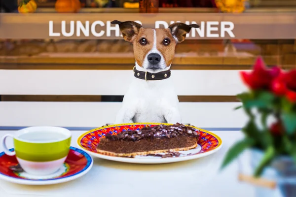 Cão comer bolo e chá no resataurant — Fotografia de Stock