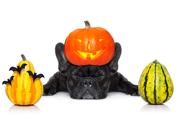 Halloween dog  banner — Stock Photo, Image