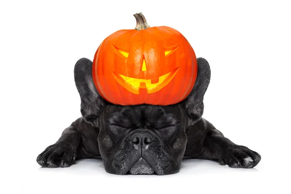 Halloween hond banner — Stockfoto