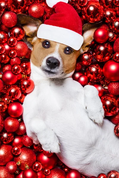 Christmas santa claus hond en xmas ballen als achtergrond — Stockfoto