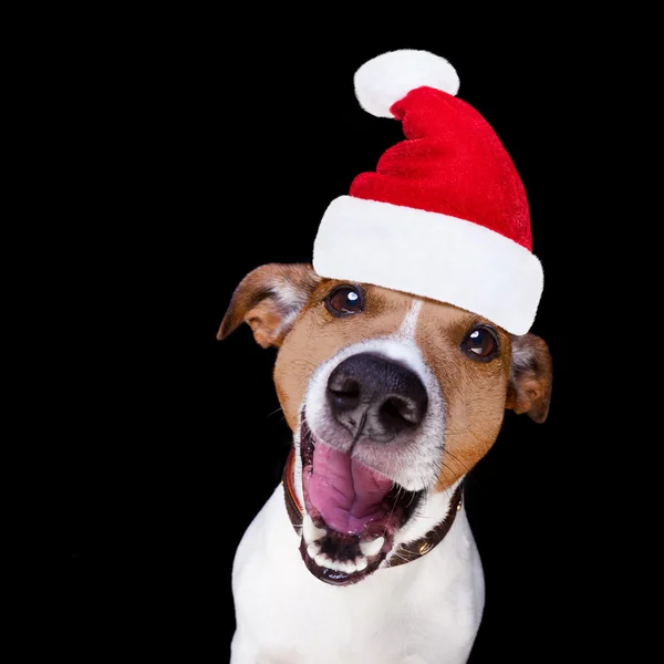 Natal santa claus cão isolado no preto — Fotografia de Stock
