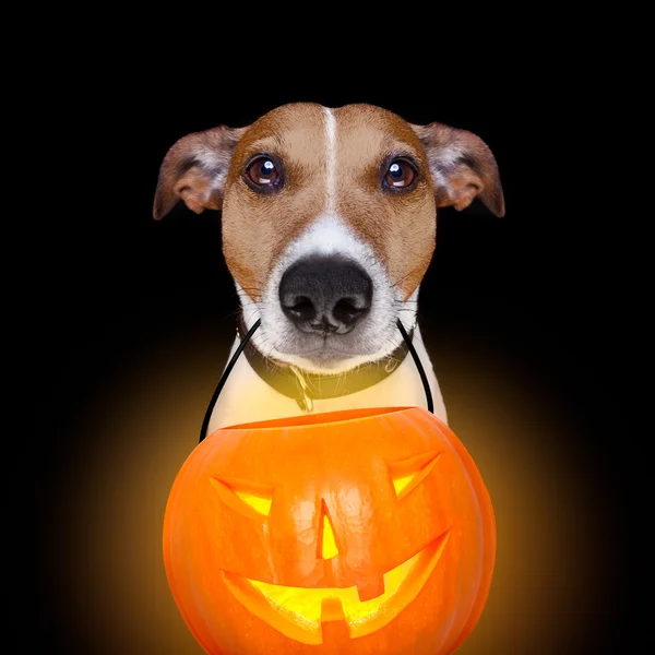 Halloween perro de calabaza aislado en negro —  Fotos de Stock