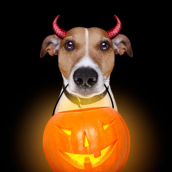Halloween dýně devil pes izolované na černém pozadí — Stock fotografie
