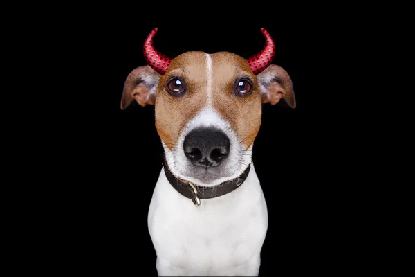Halloween diavolo cane isolato su nero — Foto Stock