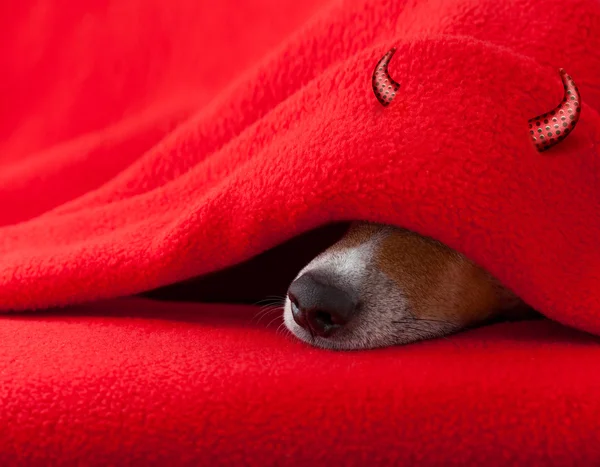 Διάβολος dog στον ύπνο για τις Απόκριες — Φωτογραφία Αρχείου