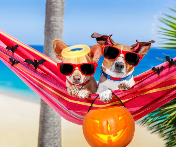 Hunde auf der Hängematte zu Halloween — Stockfoto