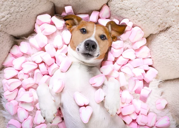 Dog love Valentin — Stock Fotó