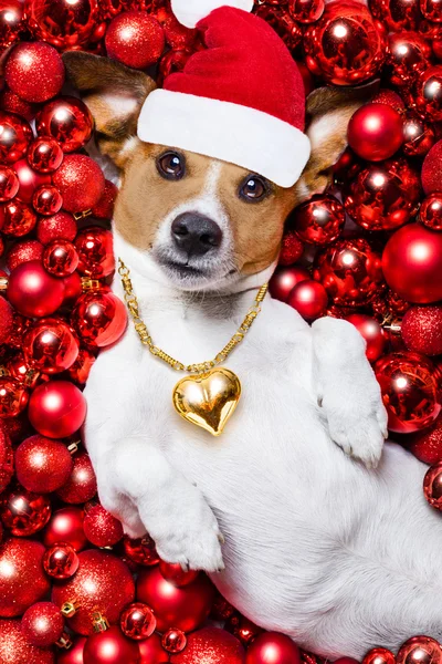 Christmas santa claus hond en xmas ballen als achtergrond — Stockfoto