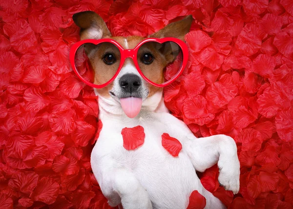 Perro amor rosa valentines —  Fotos de Stock