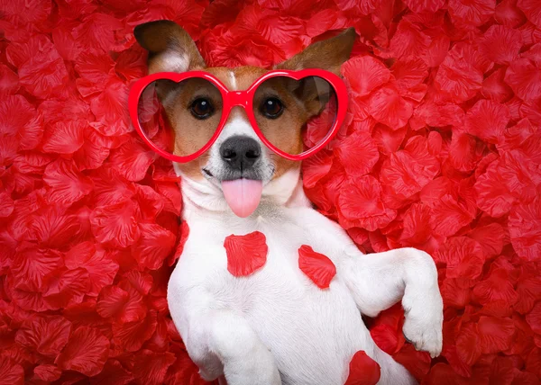 Dog love Stock Photos, Royalty Free Dog love Images | Depositphotos Dog love Stock Photos, Royalty Free Dog love Images | Depositphotos