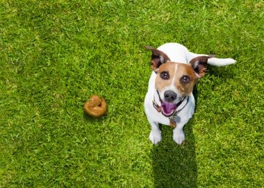 köpek boku Park çimenlerin üzerinde 